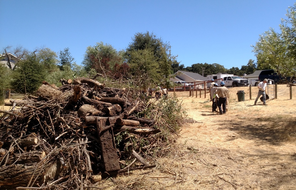 One of many piles of dead debris.